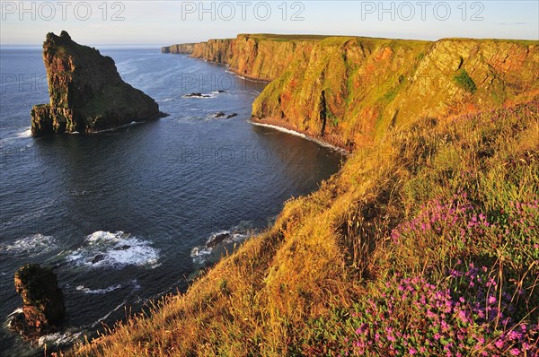 Duncansby Stacks pinnacles in the morning light