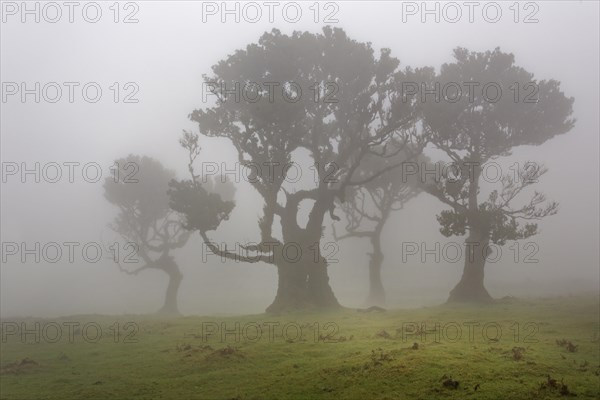 Old Bay Laurel Trees (Laurus nobilis) in the fog