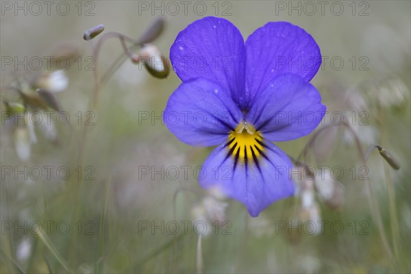 Heartsease or Wild Pansy (Viola tricolor)