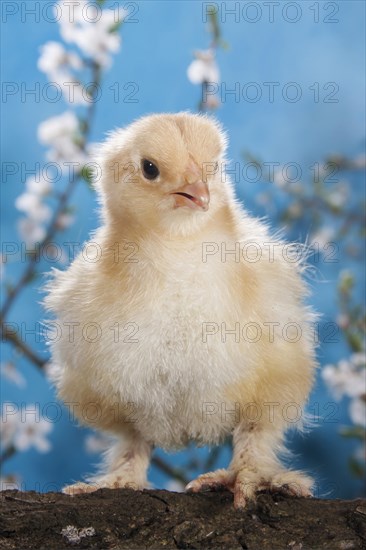 Domestic fowl chick