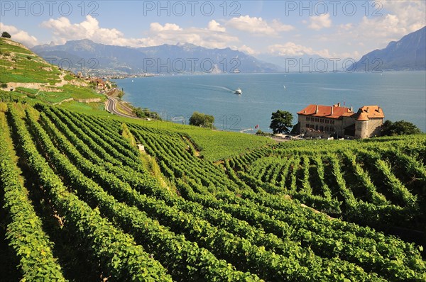 Views over the vineyards with Chateau de Glerolles and Lake Geneva towards the Swiss Rhone Valley