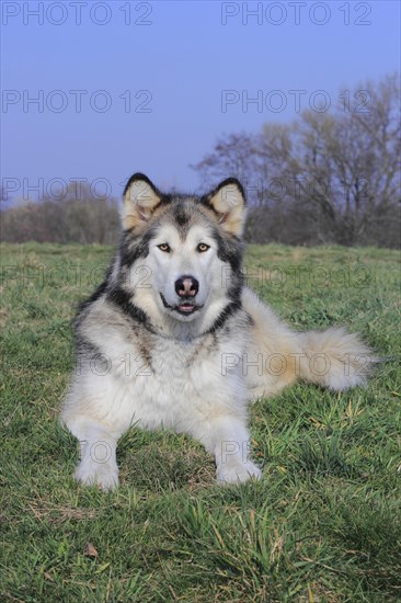 Alaskan Malamute lying on a meadow