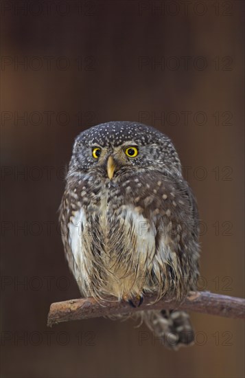 Eurasian Pygmy Owl (Glaucidium passerinum)