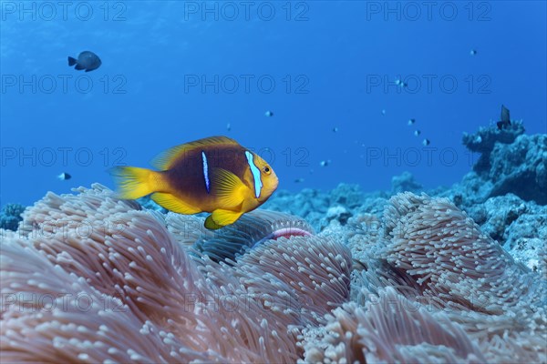 Clark's Anemonefish (Amphiprion clarkii) in a Magnificent Sea Anemone (Heteractis magnifica)