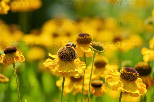 Sneezeweed variety (Helenium sp.)