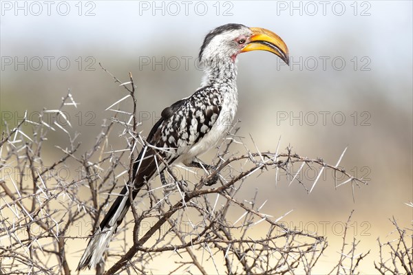 Eastern Yellow-billed Hornbill (Tockus flavirostris)