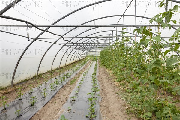 Vegetable plants growing in the greenhouse of an organic farming organization