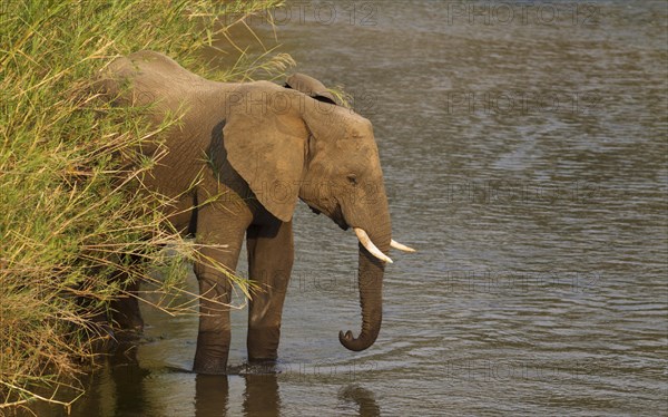 African Elephant (Loxodonta africana) standing in the Olifants River surrounded by Common Reed (Phragmites australis)