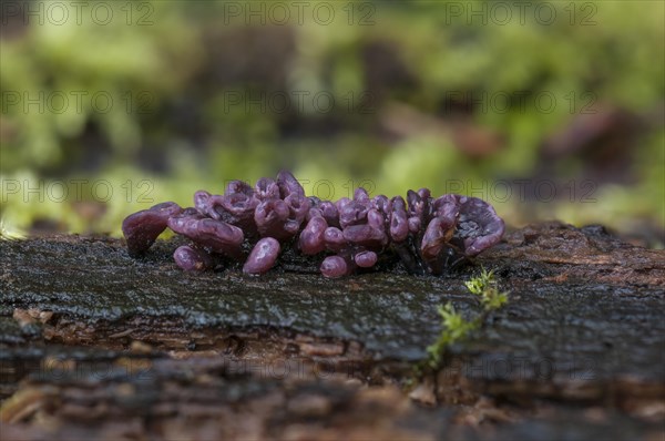 Purple Jellydisc (Ascocoryne sarcoides)