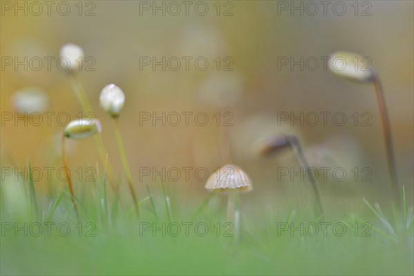 Bank Haircap Moss (Polytrichum formosum)