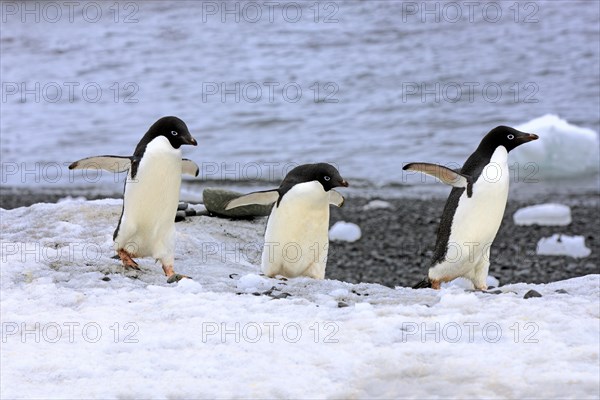 Adelie Penguins (Pygoscelis adeliae)