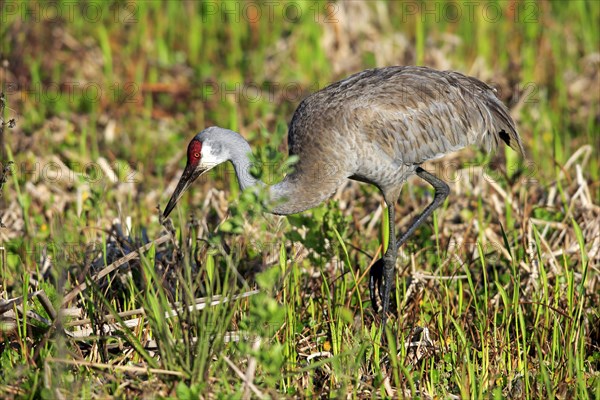 Sandhill Crane (Grus canadensis) adult