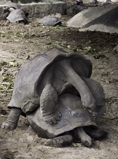 Copulating Seychelles Giant Tortoises (Aldabrachelys)