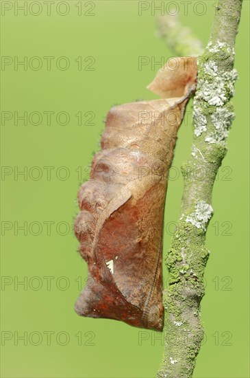 Pupa of the Pale Owl or Giant Owl butterfly (Caligo memnon)