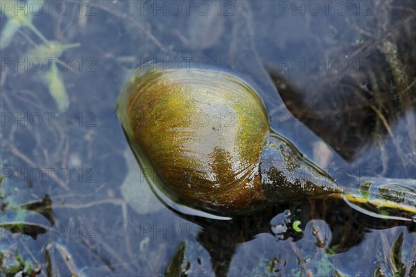 Large Pond Snail (Lymnaea stagnalis)