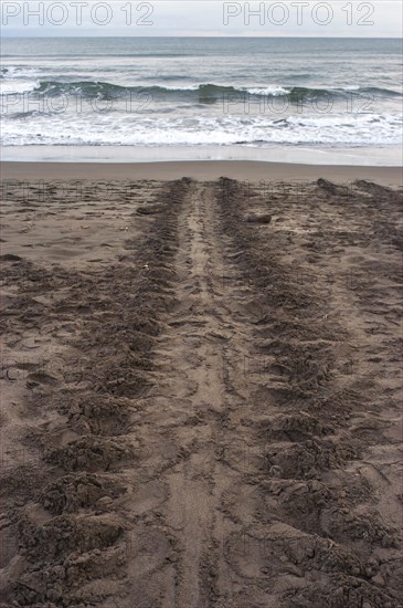 Track of a sea turtle on the beach