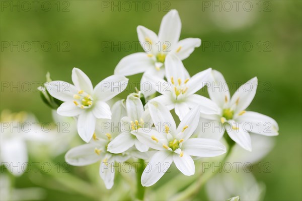 Star-of-Bethlehem (Ornithogalum umbellatum)