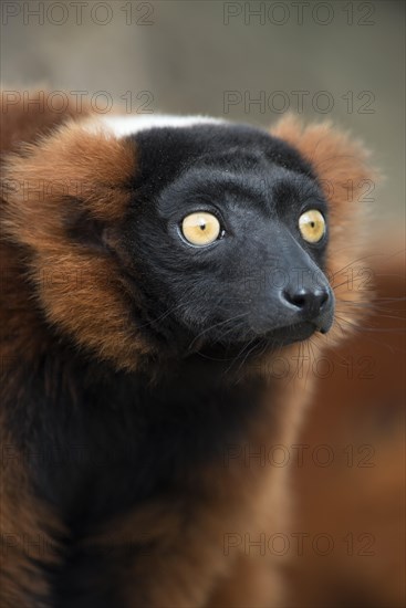 Red Ruffed Lemur (Varecia rubra)