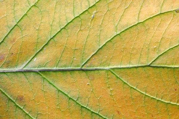 Red Osier Dogwood (Cornus sericea