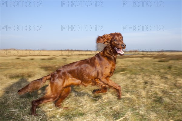 Irish Setter bitch running across a field