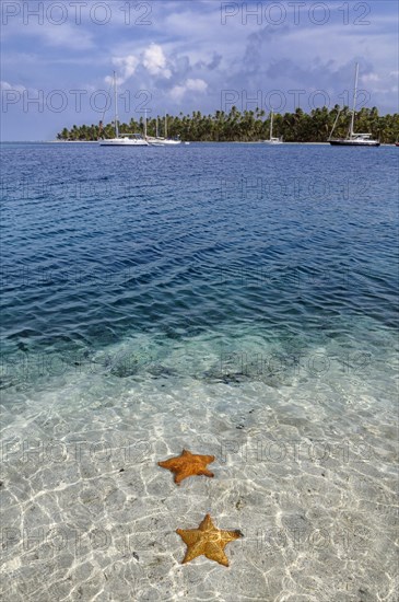 Starfish (Asteroidea) in the crystal clear water
