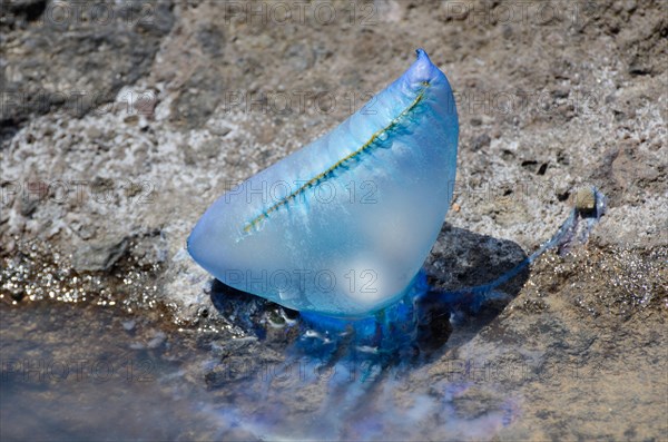 Portuguese Man O' War or Portuguese Man-of-War (Physalia physalis)