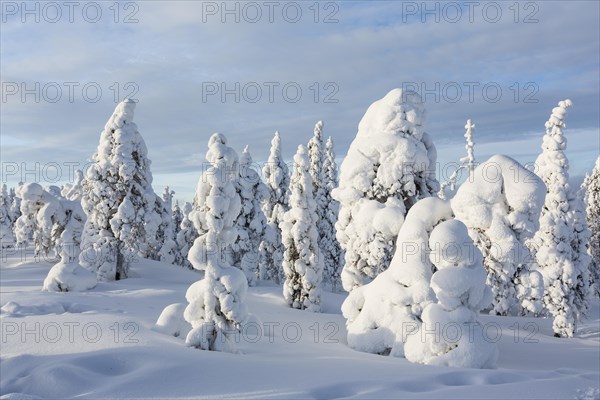 Winter forest