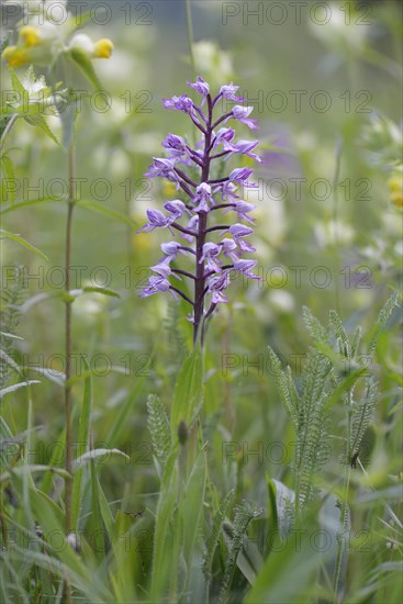 Military Orchid (Orchis militaris)