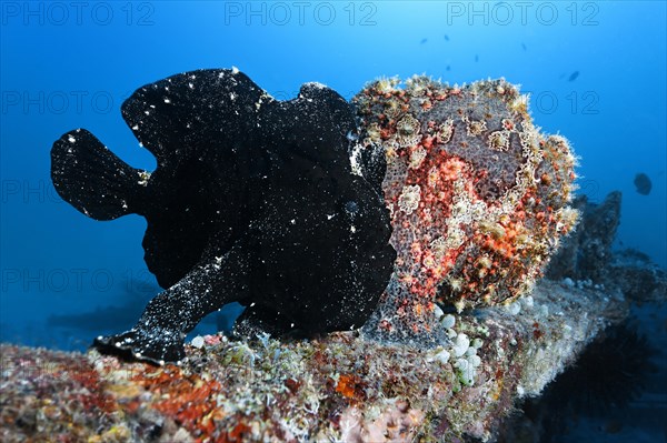 Two Commerson's Frogfish or Giant Frogfish (Antennarius commersonii)