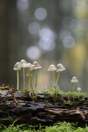 Milking Nonnet or the Milk-drop Mycena (Mycena galopus)