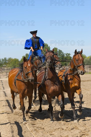 Csikos standing on horses