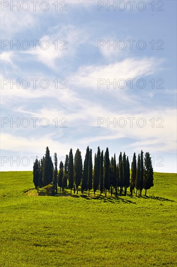 Group of cypress trees on a hilly field