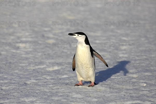 Chinstrap Penguin (Pygoscelis antarctica)