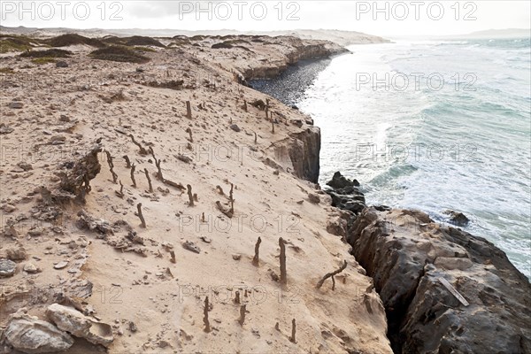 Fulgurites on the sandy cliffs of Praia de Boa Esperanca Beach