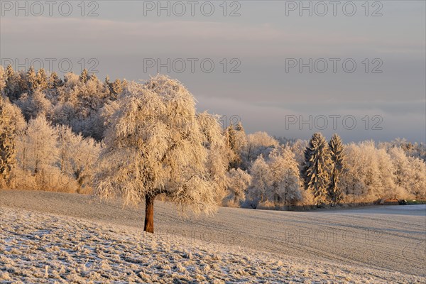 Wintry landscape with tree in hoarfrost