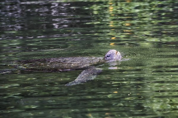 Pacific Green Turtle (Chelonia mydas agassizi) swimming