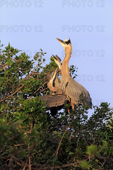 Great Blue Heron (Ardea herodias) begging young in the nest