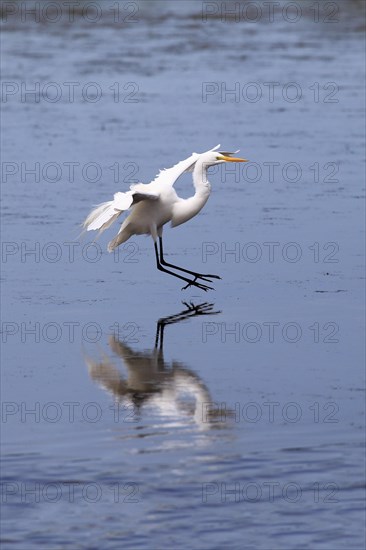 Snowy Egret (Egretta thula)