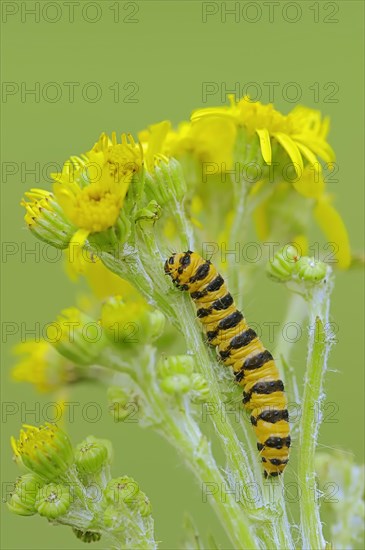 Caterpillar