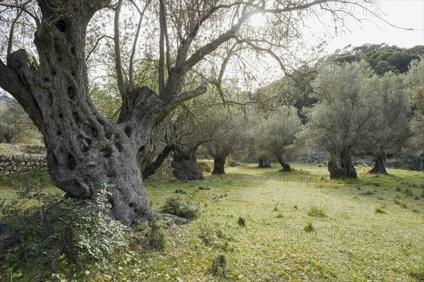 Ancient olive trees