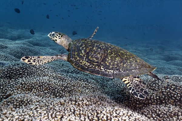 Hawksbill Sea Turtle (Eretmochelys imbricata) swimming over a coral reef