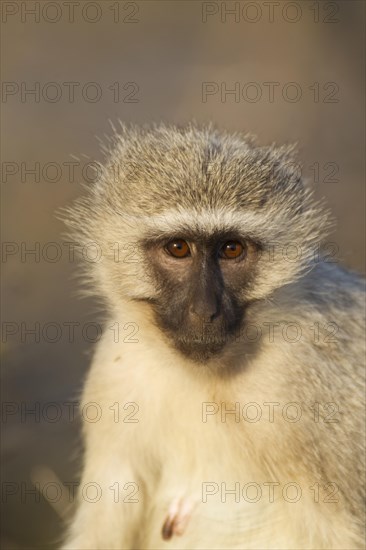 Vervet Monkey (Cercopithecus aethiops)