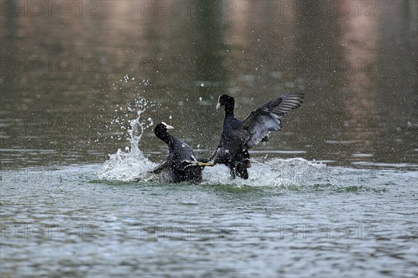 Eurasian Coot (Fulica atra)