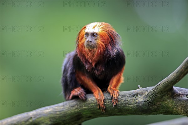 Golden-headed Lion Tamarin (Leontopithecus chrysomelas)