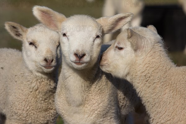 Domestic sheep (Ovis orientalis aries)