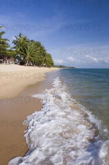 Beach with palm trees