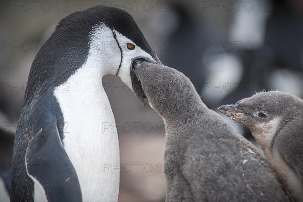 Chinstrap Penguin (Pygoscelis antarcticus) feeding a chick