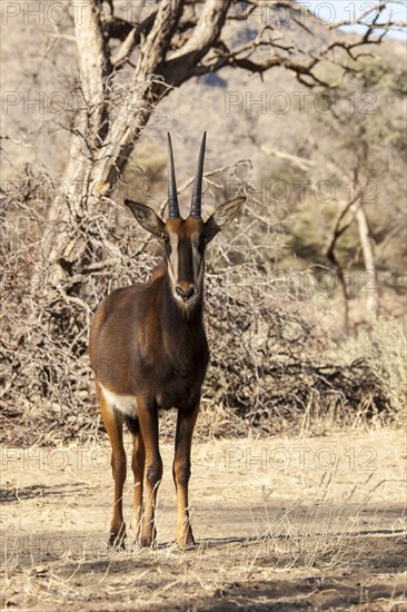 Sable Antelope (Hippotragus niger)