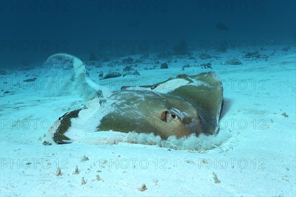 Cowtail Stingray (Pastinachus sephen)