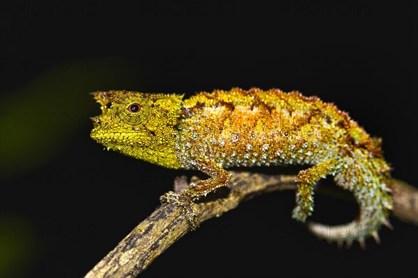 Iaraka River leaf chameleon (Brookesia vadoni)